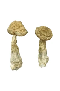 Buy Magic Mushrooms Bundle Pik 1oz (You choose)