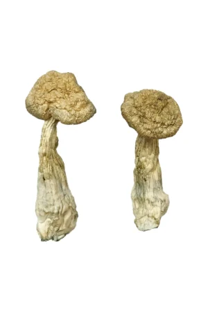 Burma Magic Mushrooms Online Shop