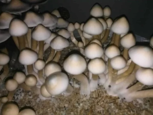 Buy Albino A+ Mushroom Spores online 