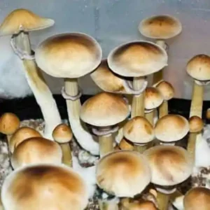 Order Burma Cubensis Mushroom Spores online