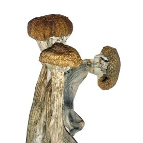 Where to Buy Ecuador Mushrooms Online