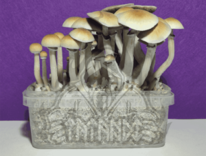 Buy Blue Meanie Magic Mushroom kit – Tatandi online