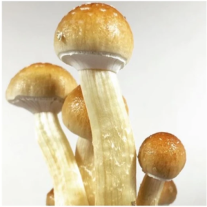 Quality Golden Teacher Mushroom Spores